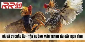 Đá Gà C1 Châu Âu - Tận Hưởng Màn Tranh Tài Đầy Kịch Tính