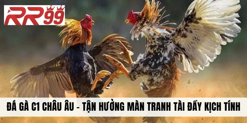 Đá Gà C1 Châu Âu - Tận Hưởng Màn Tranh Tài Đầy Kịch Tính