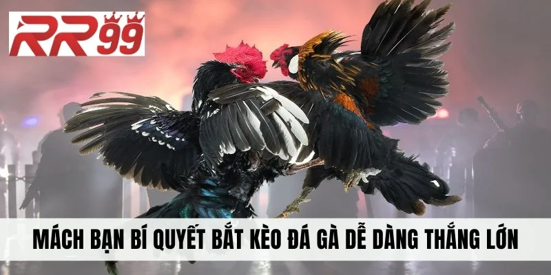 Mách bạn bí quyết bắt kèo đá gà dễ dàng thắng lớn