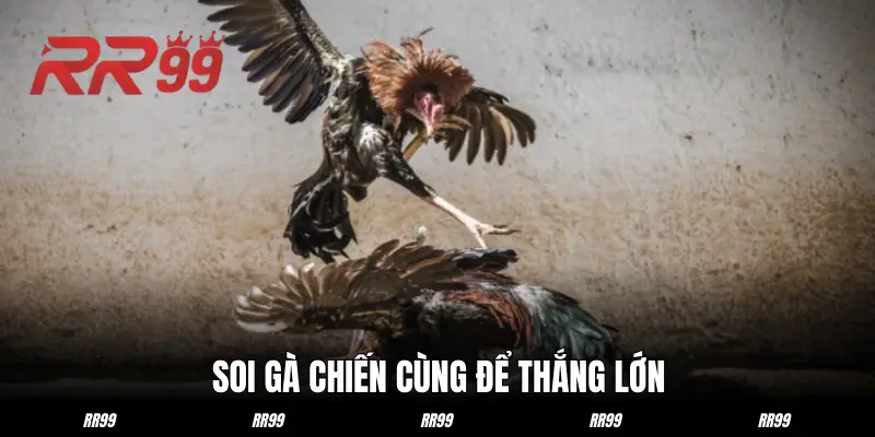 Soi gà chiến dễ dàng bằng 2 mẹo cao thủ